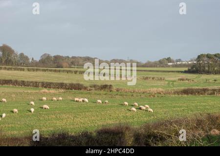 Wunderschöne schottische Farmlandschaften mit Ackerflächen und umherstreifenden Schafen im Herzen von Burns Country bei Perceton Mains zwischen Stewarton und Irvine in SCO Stockfoto