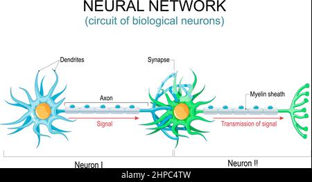 Neuronales Netzwerk. Schaltung oder Verbindungen der biologischen Neuronen. Nervensystem. Kommunikationsstruktur von Neuronen. Signalübertragung Stock Vektor