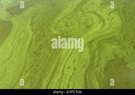 Abstrakter Hintergrund - grünlich fließende Massen von Cyanobakterien auf dem Dnipro-Fluss schießen von oben Stockfoto