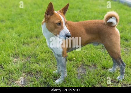 Seitenansicht Porträt eines schmutzigen, reifen basenji-Hundes, der nach einem Rennen an schmutzigen Orten auf einem frischen Rasen steht Stockfoto