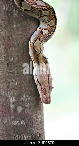 Python on on Tree auf dem Singapore Walkway Stockfoto
