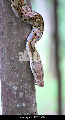 Python on on Tree auf dem Singapore Walkway Stockfoto