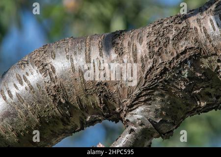 Interessante Rinde auf einem alten Kirschbaum Stockfoto