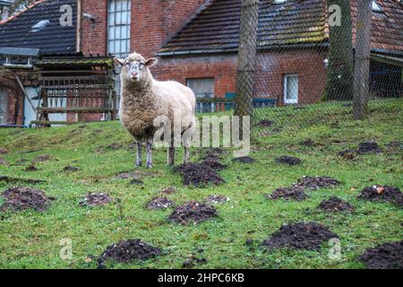 Ein Schaf steht allein auf einer Wiese und kaut Gras Stockfoto