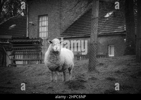 Ein Schaf steht allein auf einer Wiese und kaut Gras Stockfoto