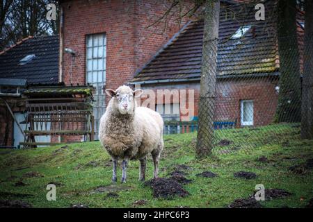 Ein Schaf steht allein auf einer Wiese und kaut Gras Stockfoto