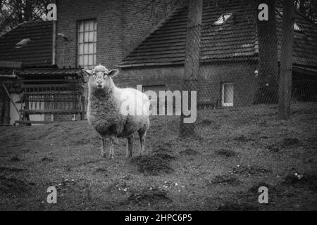 Ein Schaf steht allein auf einer Wiese und kaut Gras Stockfoto