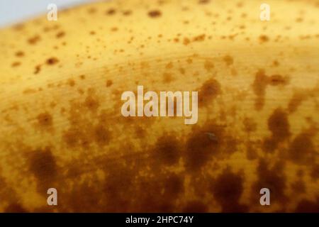 Reife Bananen mit braunen Flecken auf der Haut Stockfoto