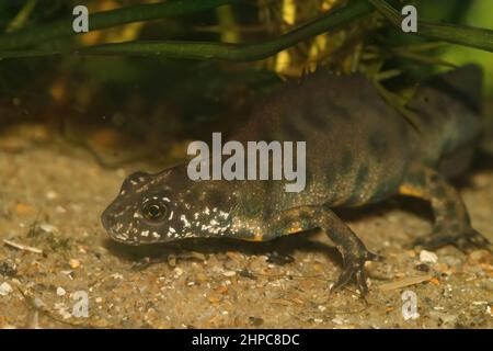 Nahaufnahme eines aquatischen männlichen italienischen Haubenmolchens, Triturus carnifex, unter Wasser während der Brutzeit Stockfoto