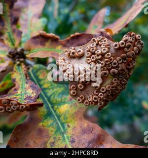 Seidenknopfgallen auf einem englischen Eichenblatt (Quercus robur), verursacht durch die Gall Wasp (Neuroterus numismalis) West Yorkshire, UK Stockfoto