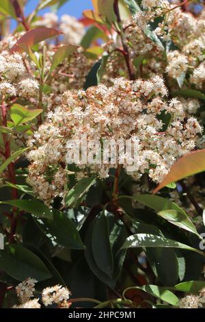 Blüte von Photinia fraseri Red Robin Stockfoto