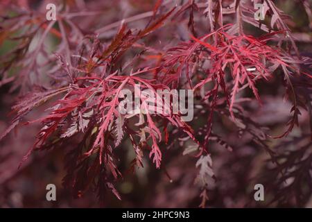 Acer palmatum dissectum japanischer Ahorn. Acer-Baum Stockfoto