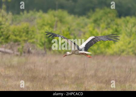 Eine Wiese mit Gras überwuchert. Im Hintergrund dicke Dickichte. Ein Storch steigt tief auf den Boden, seine Flügel sind ausgebreitet. Stockfoto