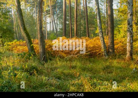 Herbstmorgen im Wald. Grünes Gras, zwischen den Bäumen ein Kumpf aus braunen, trockenen Farnen. Stockfoto