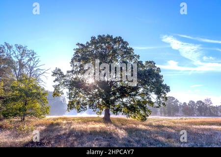 Eine große, hohe Eiche. Um mich herum ist eine Wiese mit Gras bewachsen, über der ein Nebel liegt. Die Strahlen der aufgehenden Sonne brechen zwischen den Zweigen Stockfoto