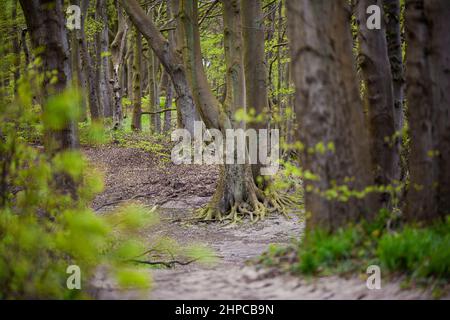 Frühling Grüner Wald, Ostsee, Sellin, große Bäume, Buche, Oak, Insel Rügen Stockfoto