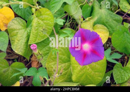 Ipomoea violacea in der Landwirtschaft und Ernte. Ipomoea violacea wächst im rustikalen Garten.Nahaufnahme. Stockfoto