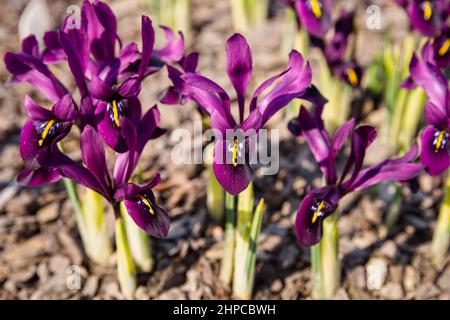 Frühling zuerst blüht. Violette Blüten Iridodictyum histrioides cultivar Georg Stockfoto