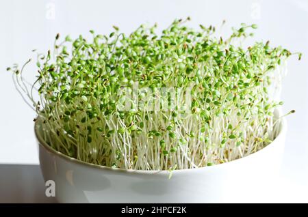 Red clover Microgreens in a white bowl, close up, front view.  Seedlings and fresh sprouts of Trifolium pratense. Green shoots and young plants. Stockfoto