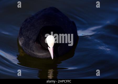 Mohn aus der Familie Rallidae Stockfoto