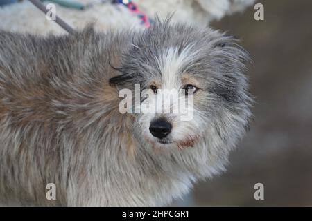 Junger rumänischer Schäferhund. Wind von vorne bläst Fell vom Gesicht. Stockfoto