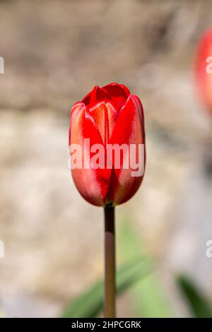 Eine rote Tulpe im Frühlingssound Stockfoto