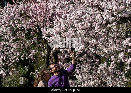 Madrid, Spanien. 20th. Februar 2022. Ein Paar, das sich vor kurzem im Quinta de los Molinos Park blühende Mandelblüten ansieht. Mit mehr als 1500 Mandelbäumen ist der Park am Ende des Winters und zu Beginn des Frühlings, wenn sie blühen, sehr beliebt. Quelle: Marcos del Mazo/Alamy Live News Stockfoto