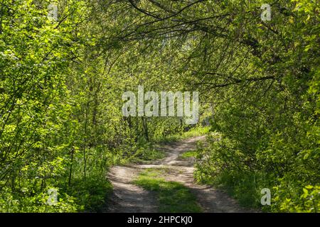 Unbefestigte Straße in einem grünen Tunnel im Frühlingswald mit frischen kleinen Blättern Stockfoto