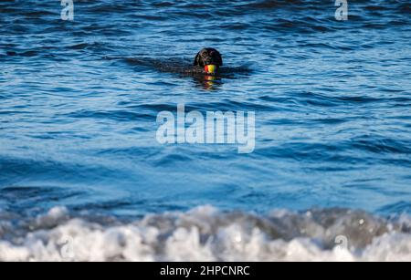 Schwarzer Labrador-Hund holt Ball im Meerwasser an sonnigen Tagen, Schottland, Großbritannien Stockfoto