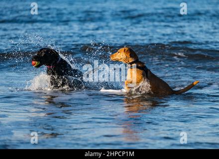 Schwarzer und goldener Labrador Hund und Welpe jagen sich mit Ball im Meerwasser am sonnigen Tag, Schottland, Großbritannien Stockfoto