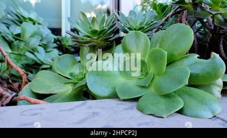 Aeonium Urbicum Untertasse Pflanze mit stacheligen Blatträndern; eine immergrüne mehrjährige Sukulente in der Familie der Crassulaceae. Stockfoto