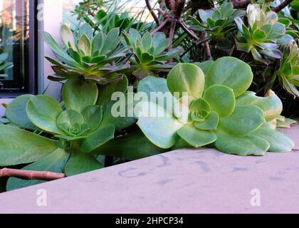 Aeonium Urbicum Untertasse Pflanze mit stacheligen Blatträndern; eine immergrüne mehrjährige Sukulente in der Familie der Crassulaceae. Stockfoto