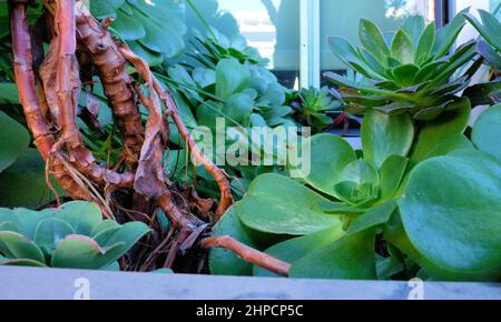 Aeonium Urbicum Untertasse Pflanze mit stacheligen Blatträndern; eine immergrüne mehrjährige Sukulente in der Familie der Crassulaceae. Stockfoto