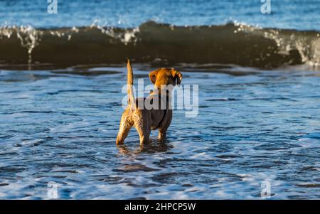 Goldlen Labrador Welpe Hund im Meerwasser watchign Welle an sonnigen Tag, Schottland, Großbritannien Stockfoto