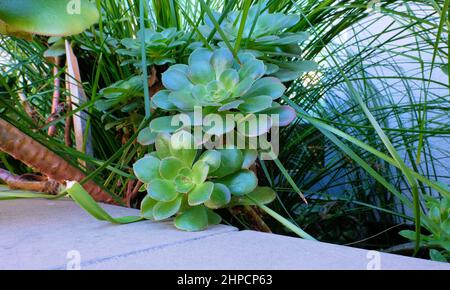 Aeonium Urbicum Untertasse Pflanze mit stacheligen Blatträndern; eine immergrüne mehrjährige Sukulente in der Familie der Crassulaceae. Stockfoto