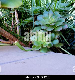 Aeonium Urbicum Untertasse Pflanze mit stacheligen Blatträndern; eine immergrüne mehrjährige Sukulente in der Familie der Crassulaceae. Stockfoto