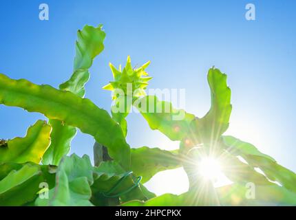 Drachenfrucht-Kaktusbaum mit grünen Früchten auf der Oberseite. Strahlend blauer Himmel, Sonnenschein mit Streulicht Stockfoto