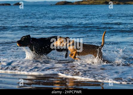 Schwarzer und goldener Labrador Hund und Welpe jagen sich mit Ball im Meerwasser am sonnigen Tag, Schottland, Großbritannien Stockfoto