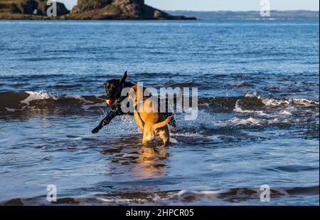 Schwarzer und goldener Labrador Hund und Welpe jagen sich mit Ball im Meerwasser am sonnigen Tag, Schottland, Großbritannien Stockfoto