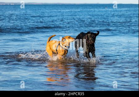 Schwarzer und goldener Labrador Hund und Welpe jagen sich im Meerwasser am sonnigen Tag, Schottland, Großbritannien Stockfoto