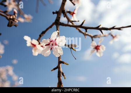 Zweig mit Mandelblüten an einem sonnigen Tag mit blauem Himmel. Der Frühling kommt. Stockfoto