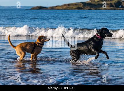 Schwarzer und goldener Labrador Hund und Welpe jagen sich im Meerwasser am sonnigen Tag, Schottland, Großbritannien Stockfoto