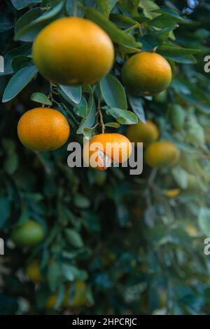 Reife Frucht mit gespaltener Schale auf einem Mandarinenbaum in Zitrushain, vertikaler Schuss Stockfoto