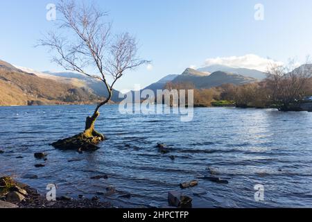 Einzelbaum auf Llyn Padarn im Snowdonia National Park mit dem Mount Snowdon im Hintergrund Stockfoto