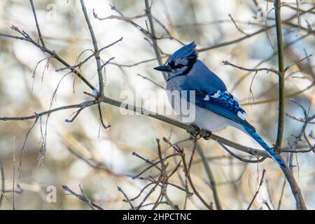 Blauer Eichelhäher an einem Wintertag im Wald in leuchtenden Farben Stockfoto