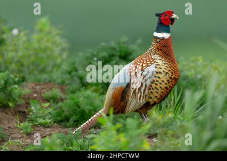 Nahaufnahme eines farbenfrohen männlichen, ringhalsigen Phasans im Frühling. Direkt in einem natürlichen Lebensraum von Ackerland. Wissenschaftlicher Name: Phasianus colchicus. H Stockfoto