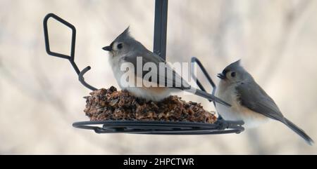 Zwei getuftete Titten-Mäuse-Vögel am Futterhäuschen Stockfoto