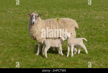 Swaledale Maultier-Mutterschafe oder weibliche Schafe mit zwei jungen Lämmern im frühen Frühling. Ein frech, wachsam Lamm auf der rechten Seite und die andere von Mutter zu nässen. Yorks Stockfoto