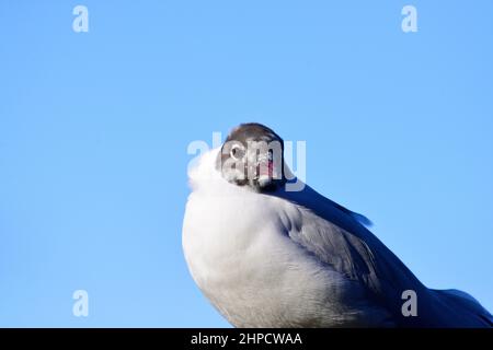 Lachmöwe Stockfoto