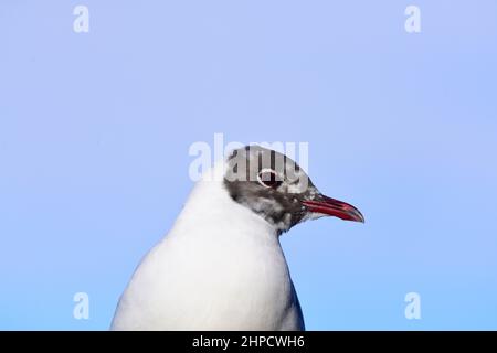 Lachmöwe Stockfoto